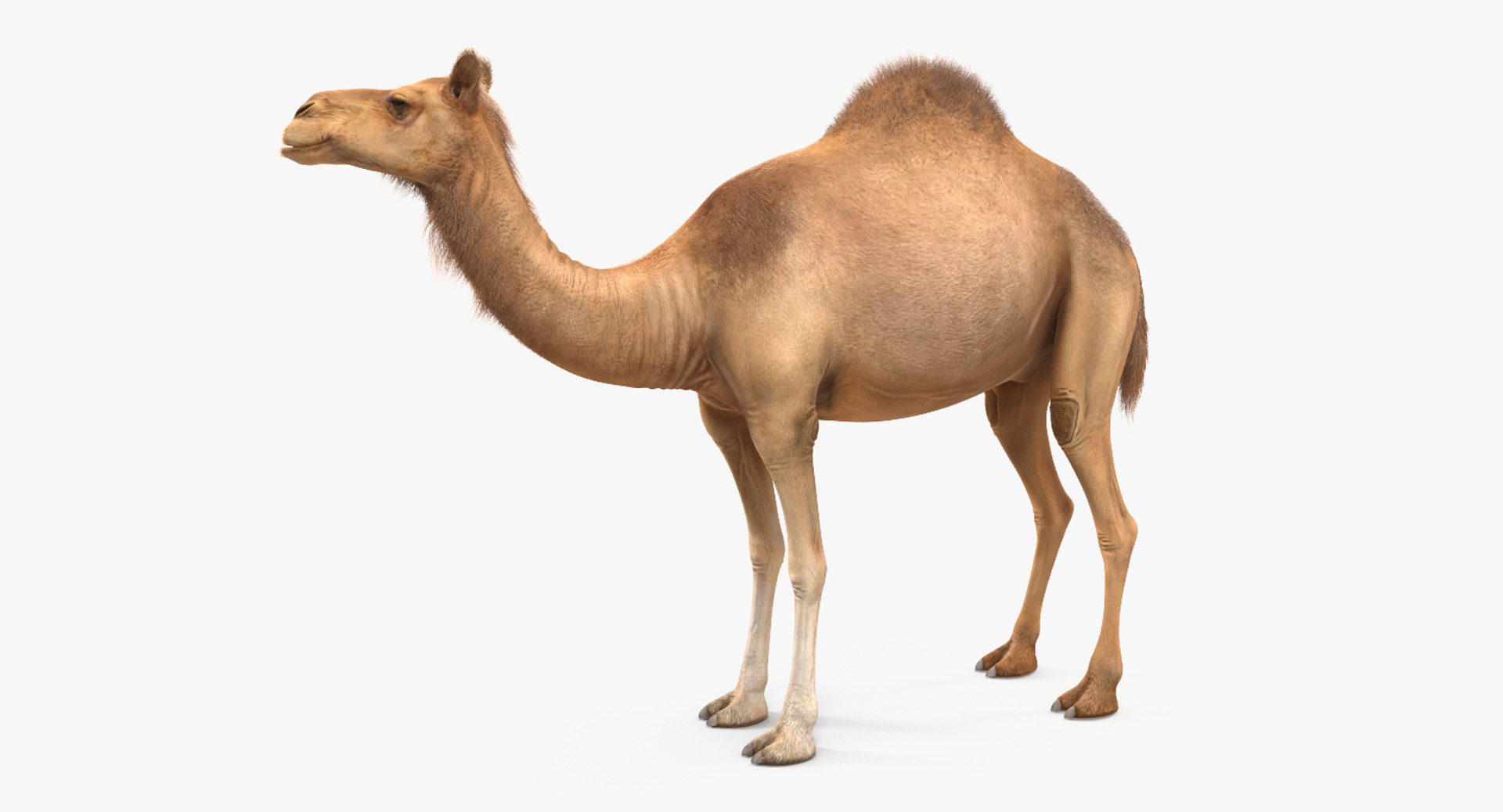 camel standing pose fur 3d max https://p.turbosquid.com/ts-thumb/6x/wqm4GB/87gRmWYk/camelstandingposewithfur3dmodel002/jpg/1487312053/1920x1080/fit_q87/8817d3bdf9f0bd00f01f66222b39778589b26c5a/camelstandingposewithfur3dmodel002.jpg