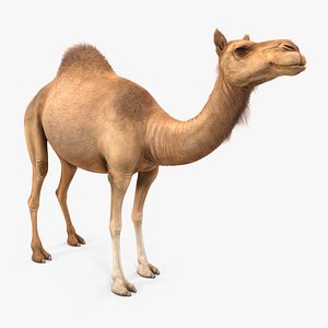 camel standing pose fur 3d max