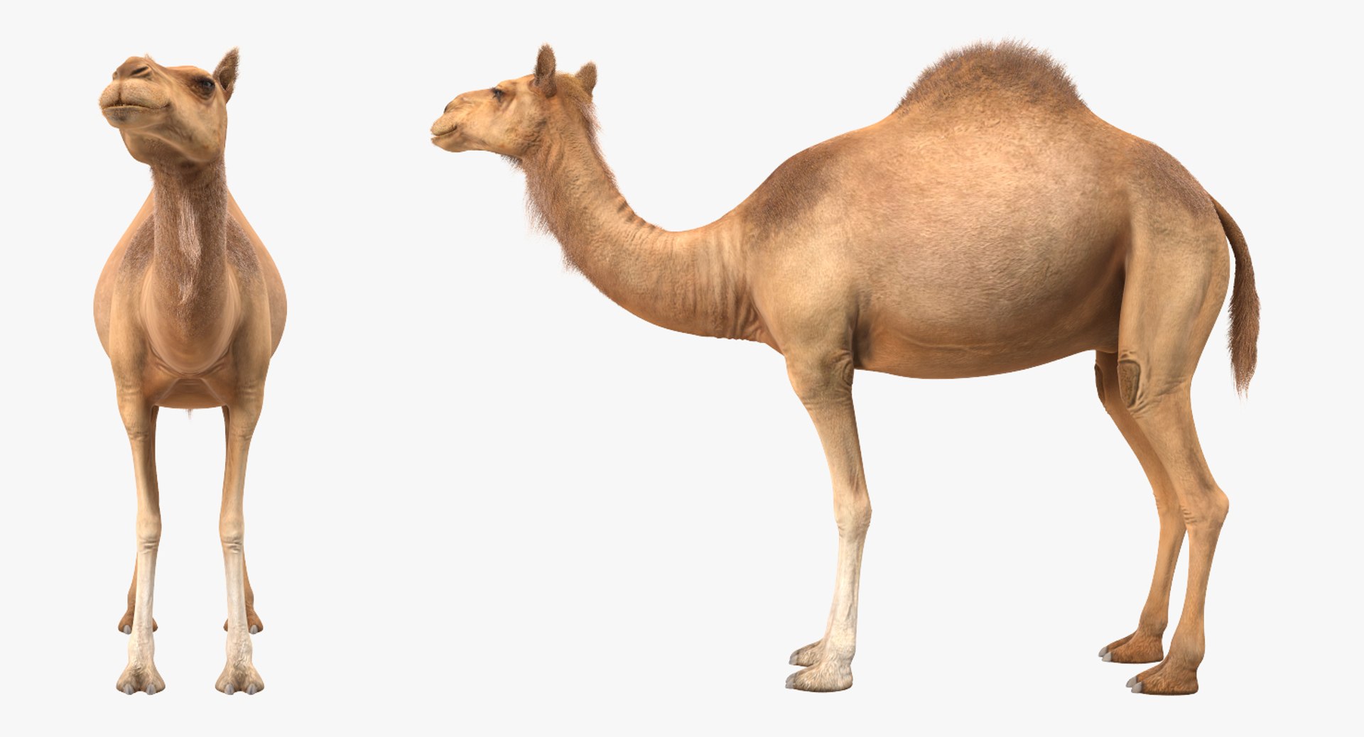 camel standing pose fur 3d max https://p.turbosquid.com/ts-thumb/6x/wqm4GB/WywOUCya/camelstandingposewithfur3dmodel004/jpg/1487312055/1920x1080/fit_q87/a74ecb5cd934d9f38ec18970d3a8ed71ea7dd6ad/camelstandingposewithfur3dmodel004.jpg