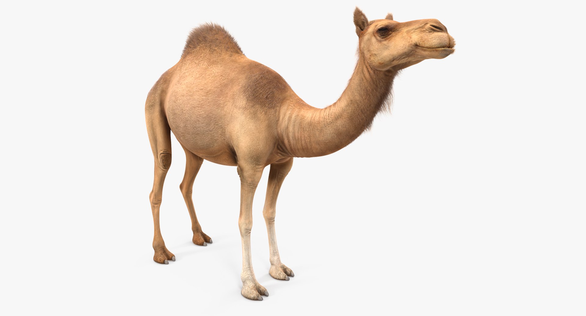Camel Standing Pose with Fur 3D Model 3D model preview