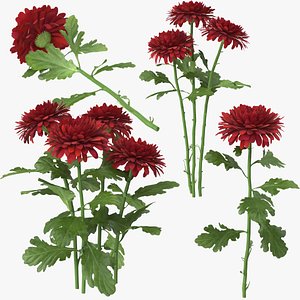 Chrysantemum Red Collection