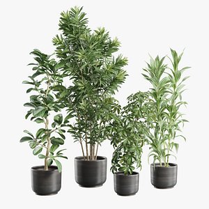 Indoor Plants Pack 97 3D model