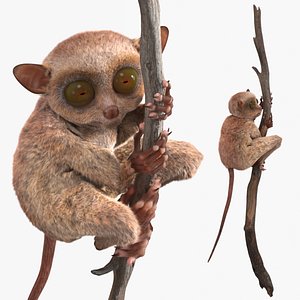 3D model Tarsier Clinging Tree Branch Fur for Maya
