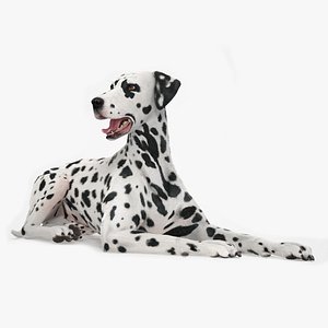 3D Spotted Lying Dalmatian Dog Fur model