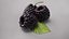 Fruits and Berries