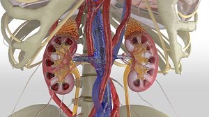 Kidney Anatomy 3D Model1
