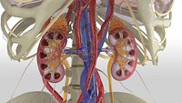 Kidney Anatomy 3D Model1