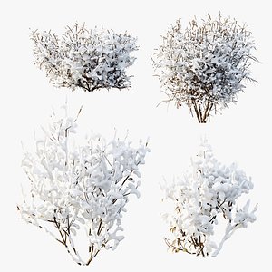 AV Winter Plant Snow Cornus sanguinea and Snow Kapebonavista Pachystachys model