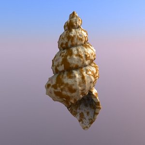 3d model of raphitoma