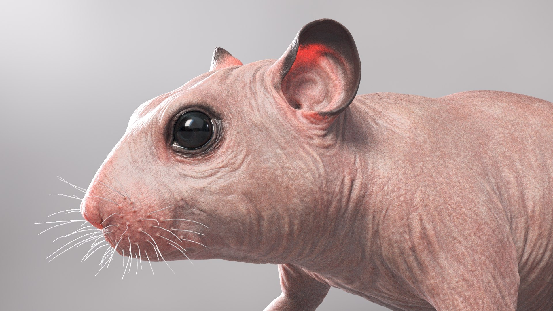 3D hamster hair fur https://p.turbosquid.com/ts-thumb/6y/WguyxI/EzbqgrZA/beauty33/jpg/1607291535/1920x1080/fit_q87/64e707d6f3a6c4a541a2b26dc3ac6d3933b67c4e/beauty33.jpg