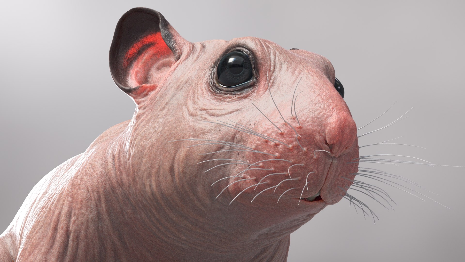3D hamster hair fur https://p.turbosquid.com/ts-thumb/6y/WguyxI/IFmChCVC/beauty36/jpg/1607291535/1920x1080/fit_q87/e16672c386cee225b512d61f9ef381d8a5e30be9/beauty36.jpg