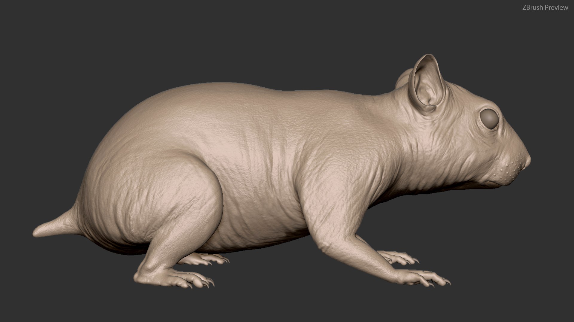 3D hamster hair fur https://p.turbosquid.com/ts-thumb/6y/WguyxI/VN7RW4KE/z03/jpg/1606944001/1920x1080/fit_q87/76e570286765a0d09e8b7fbb8cf677c855e9d544/z03.jpg