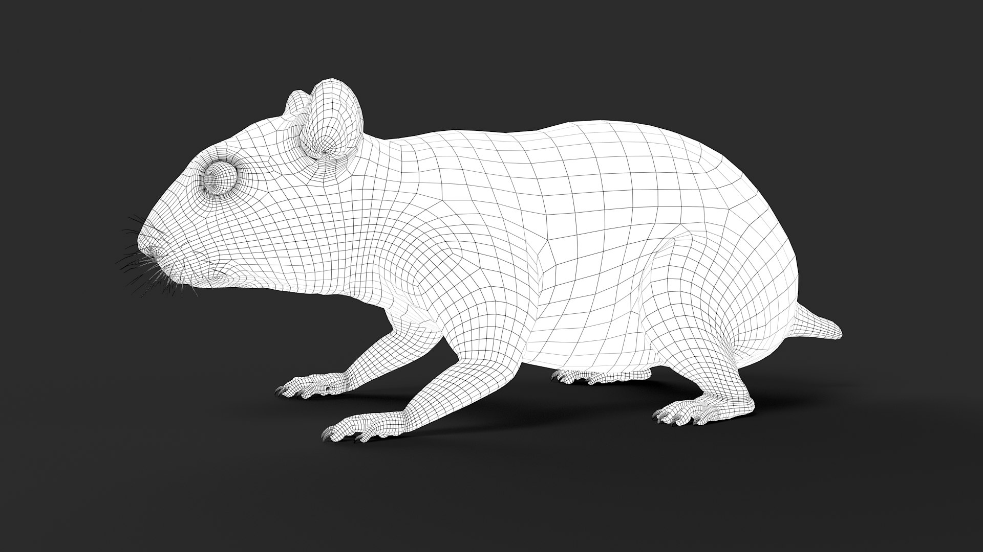 3D hamster hair fur https://p.turbosquid.com/ts-thumb/6y/WguyxI/aZJoP1HA/wire31/jpg/1606945512/1920x1080/fit_q87/ca9c3f1967ce03f0ec5a88f145331848359e2c65/wire31.jpg