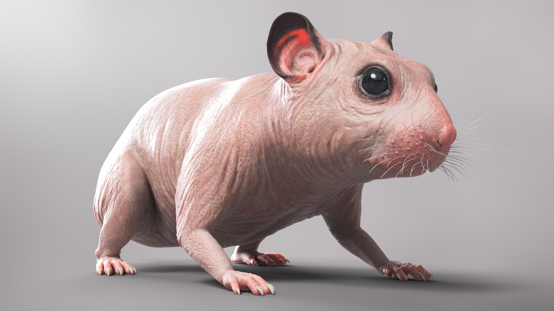 3D hamster hair fur https://p.turbosquid.com/ts-thumb/6y/WguyxI/mPShr56f/beauty35/jpg/1607291535/1920x1080/fit_q87/a38f7081daa8270881a8976dd60329ca15c9fd72/beauty35.jpg