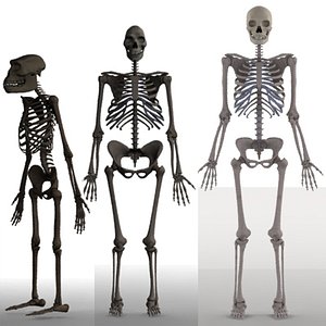 skeletons