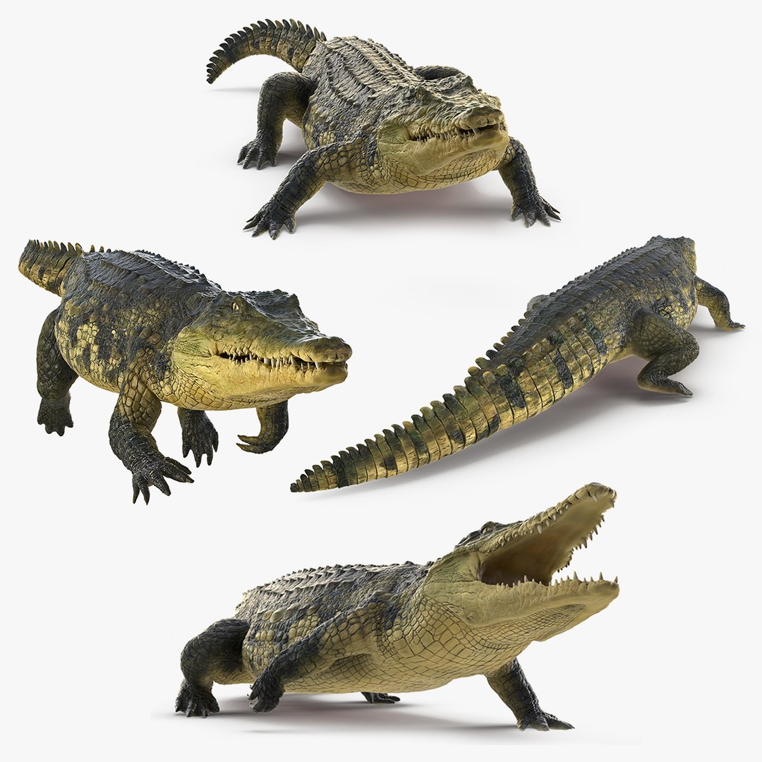 Animated Crocodile Collection 3D model preview