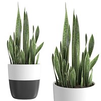 Snake Plant -  Sansevieria 1