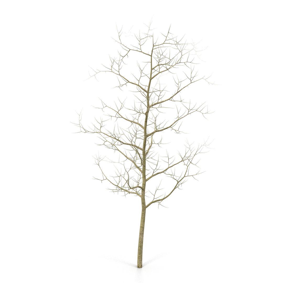 3D model winter trees 4 https://p.turbosquid.com/ts-thumb/6y/sgY7rp/50y7AgMQ/winter_trees_collection_4_386/jpg/1582676407/1920x1080/turn_fit_q99/98e26a77df087a770b6a8df2381271853937c8de/winter_trees_collection_4_386-1.jpg