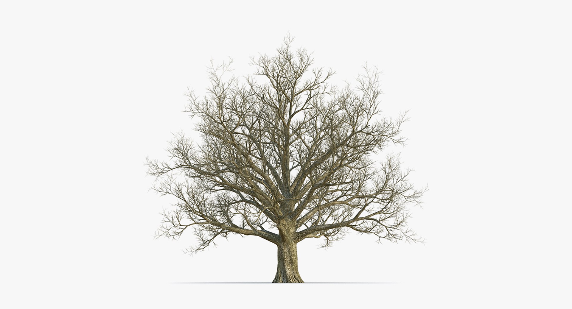 3D model winter trees 4 https://p.turbosquid.com/ts-thumb/6y/sgY7rp/5VIzeS4M/wintertreescollection43dmodel022/jpg/1582678482/1920x1080/fit_q87/a3ddf0e6486173008e2b6db4ef57f5d6bf1d7758/wintertreescollection43dmodel022.jpg