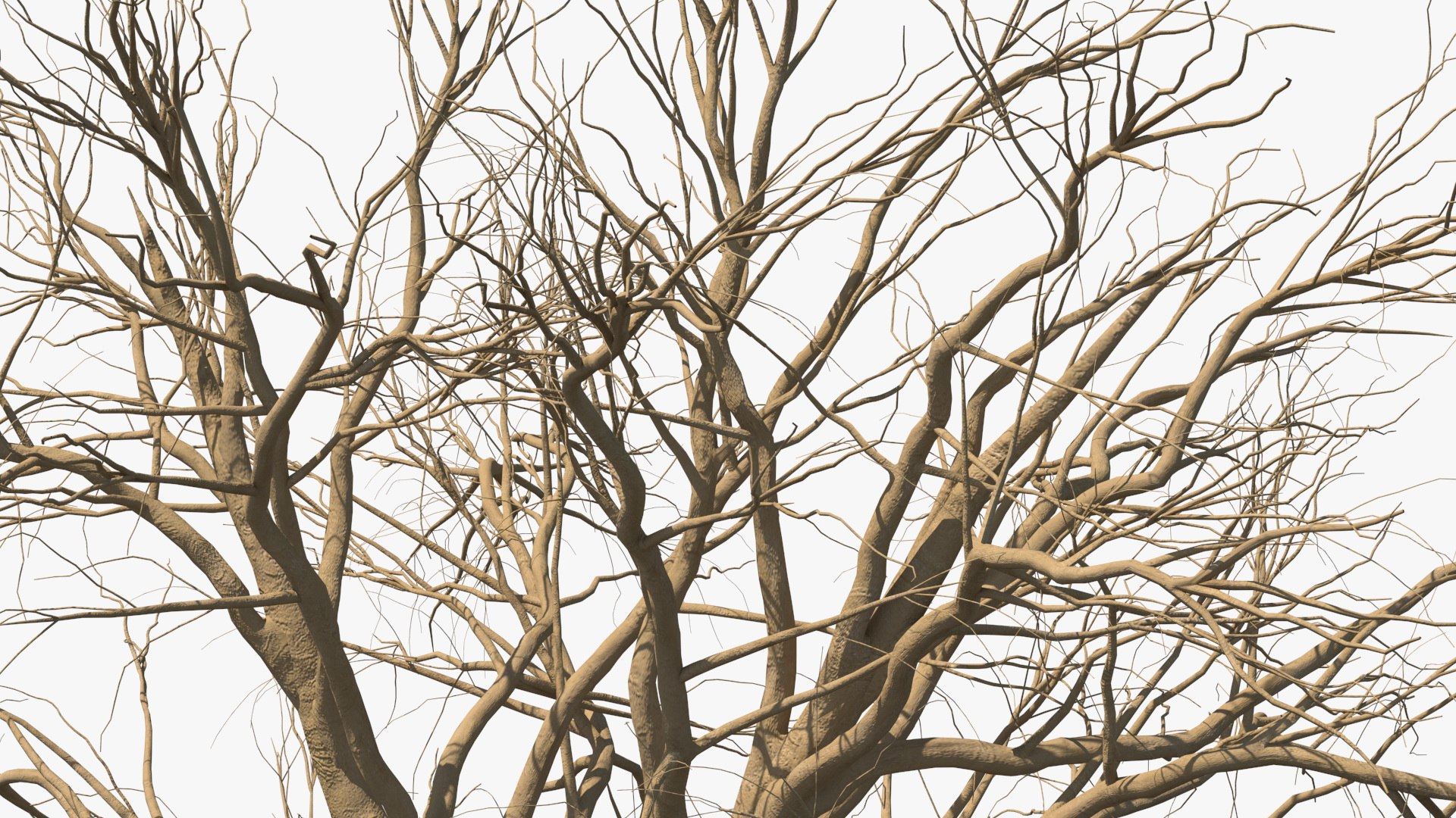 3D model winter trees 4 https://p.turbosquid.com/ts-thumb/6y/sgY7rp/8443HXke/wintertreescollection43dmodel010/jpg/1582678409/1920x1080/fit_q87/1db6679b46c0a481591ffa5dbe71b3e2b2f3b3a1/wintertreescollection43dmodel010.jpg