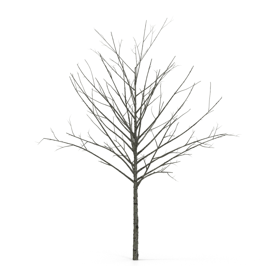 3D model winter trees 4 https://p.turbosquid.com/ts-thumb/6y/sgY7rp/I3WcxRVB/winter_trees_collection_4_380/jpg/1582670872/1920x1080/turn_fit_q99/96a9503b67904afbf155ac03c5de1a0e7bddb153/winter_trees_collection_4_380-1.jpg