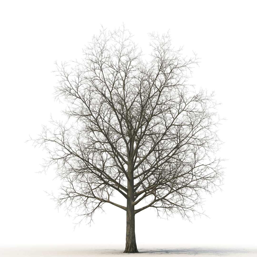 3D model winter trees 4 https://p.turbosquid.com/ts-thumb/6y/sgY7rp/M6n8OKsv/winter_trees_collection_4_378/jpg/1582672065/1920x1080/turn_fit_q99/fc03567fd2ec6ca77086ce148ca52863248063f6/winter_trees_collection_4_378-1.jpg