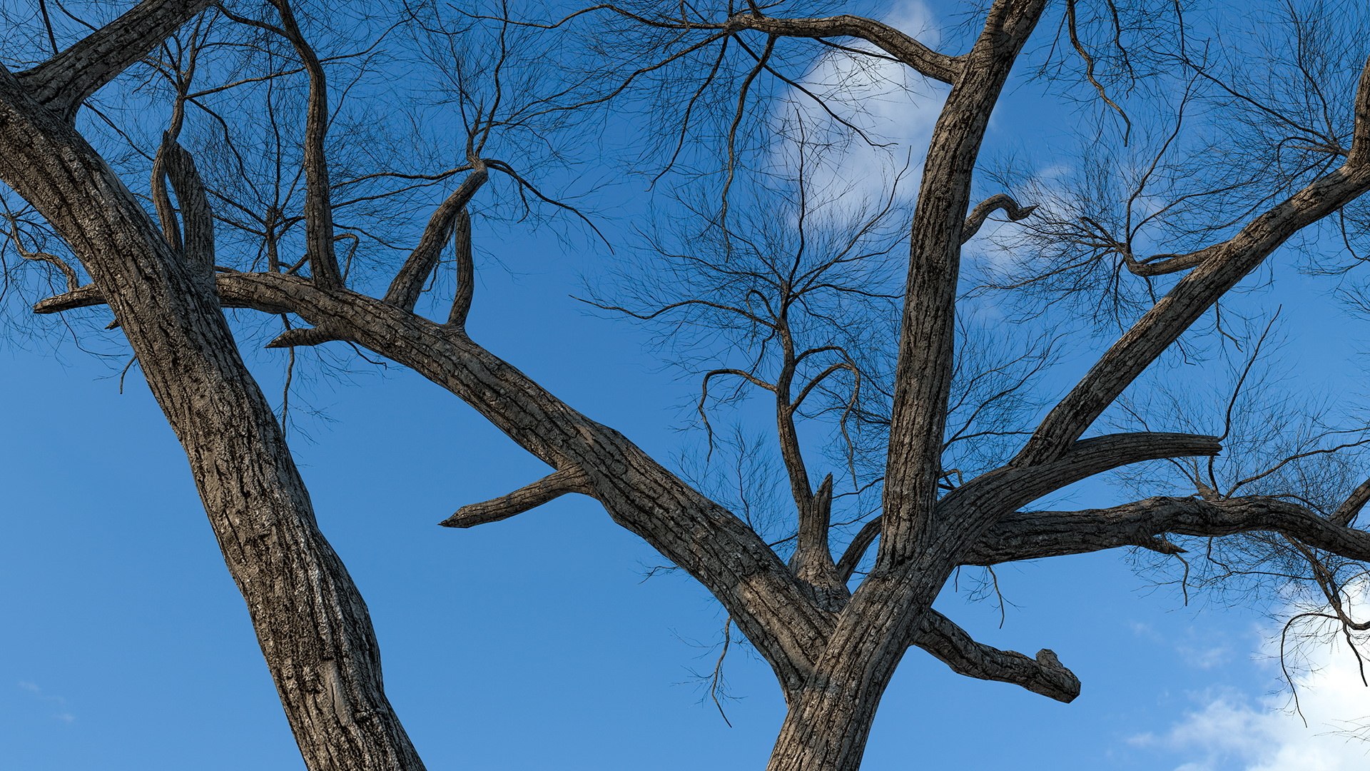 3D model winter trees 4 https://p.turbosquid.com/ts-thumb/6y/sgY7rp/MY1GbJTz/wintertreescollection43dmodel013/jpg/1582678427/1920x1080/fit_q87/ab04bab9be99303684b1698962b8733f7ed58c91/wintertreescollection43dmodel013.jpg