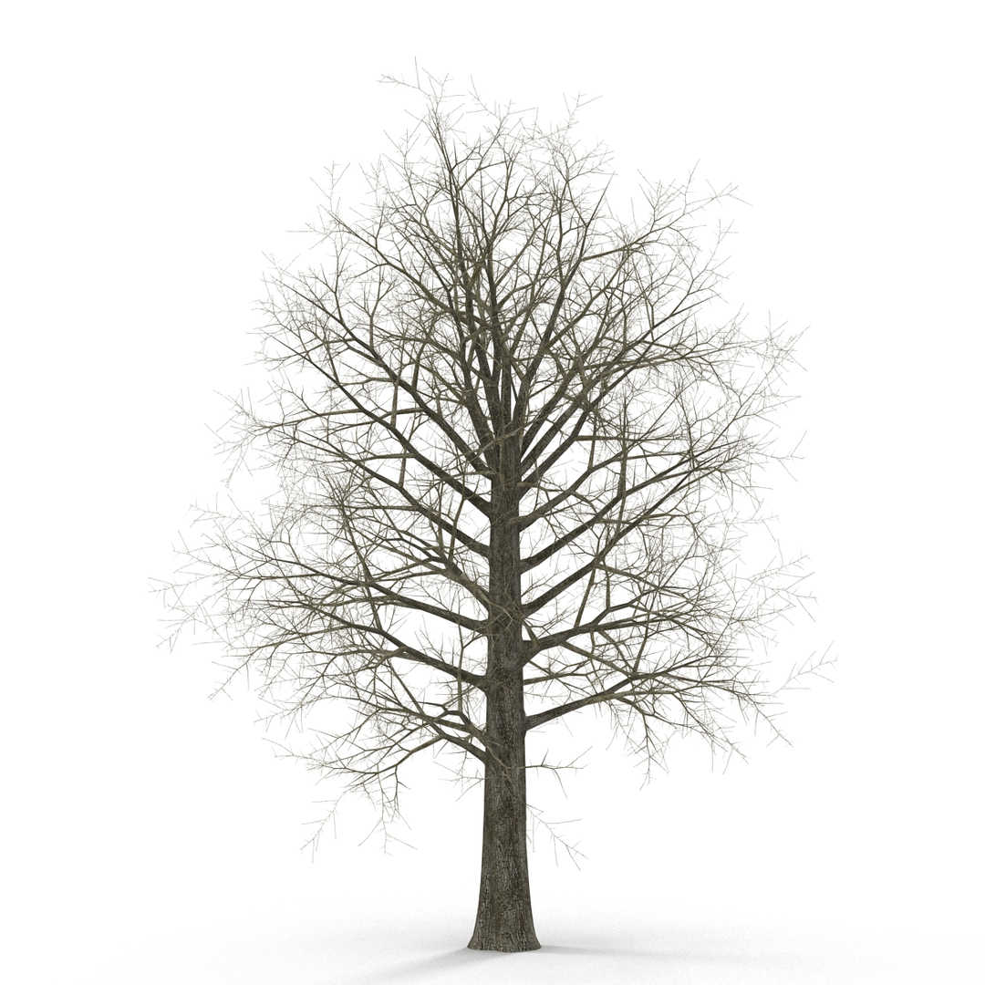3D model winter trees 4 https://p.turbosquid.com/ts-thumb/6y/sgY7rp/T9h4r0FJ/winter_trees_collection_4_368/jpg/1582674062/1920x1080/turn_fit_q99/e7ec86519c60942b39f8230d0f8d16029d55bfa2/winter_trees_collection_4_368-1.jpg