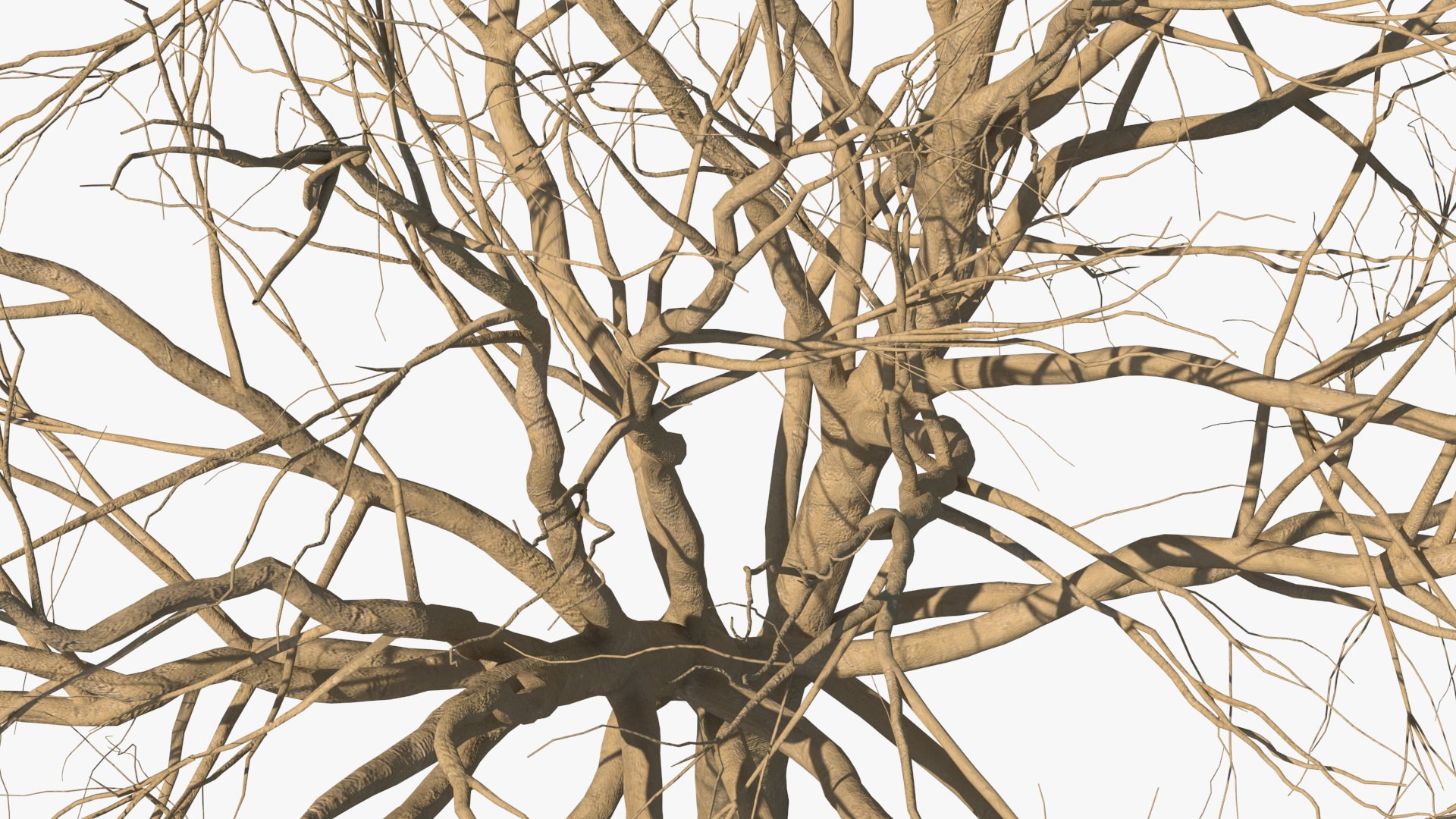 3D model winter trees 4 https://p.turbosquid.com/ts-thumb/6y/sgY7rp/WZmjKJux/wintertreescollection43dmodel009/jpg/1582678402/1920x1080/fit_q87/8996ae73e492ca2bef5a300273e7df801ad1fda8/wintertreescollection43dmodel009.jpg