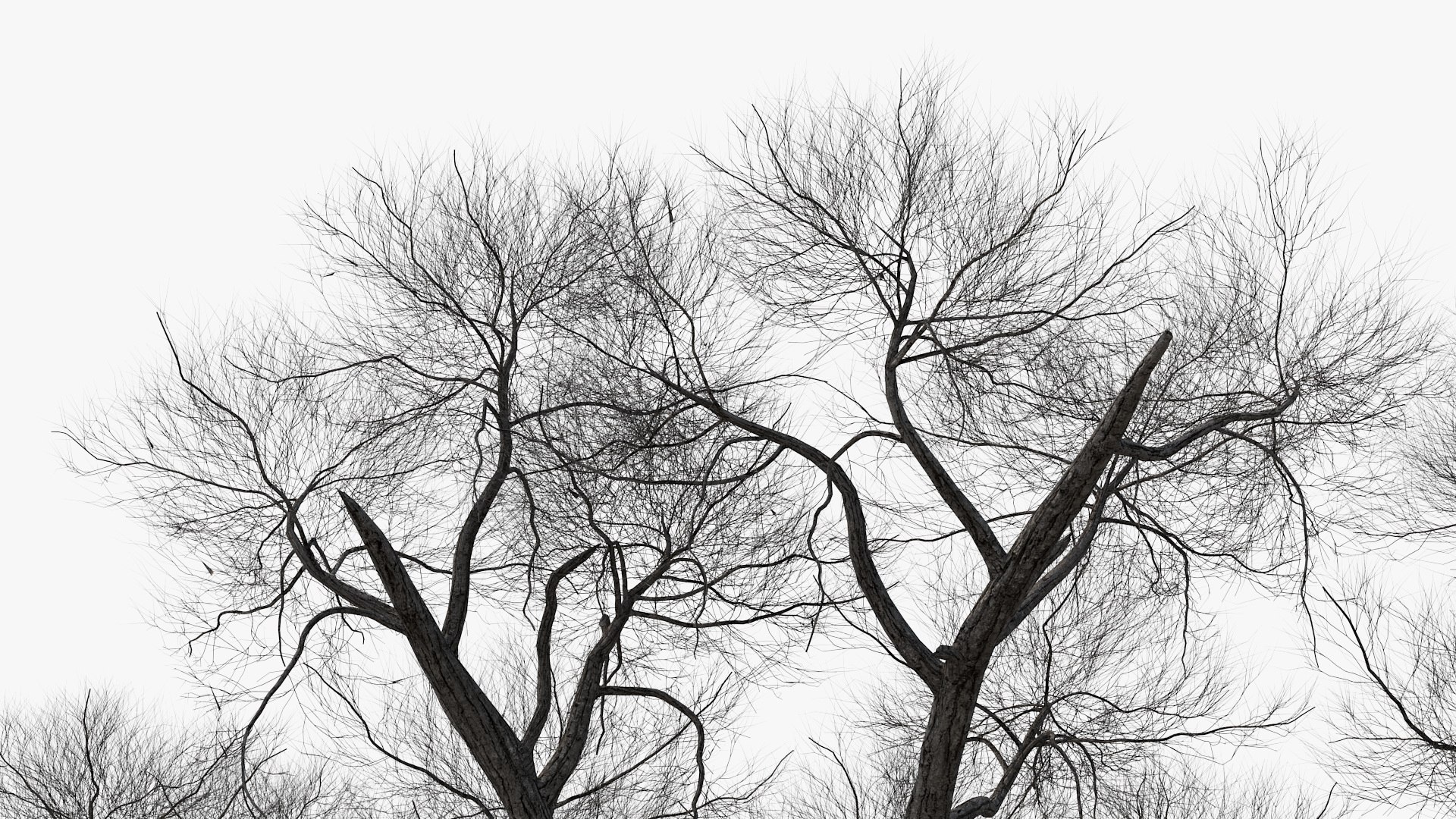3D model winter trees 4 https://p.turbosquid.com/ts-thumb/6y/sgY7rp/ZVjp4Sws/wintertreescollection43dmodel020/jpg/1582678471/1920x1080/fit_q87/f9b6357536fa799cfa93af3a5eef9047eb31f2c8/wintertreescollection43dmodel020.jpg