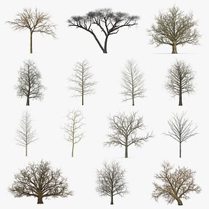 3d model realistic poplar trees