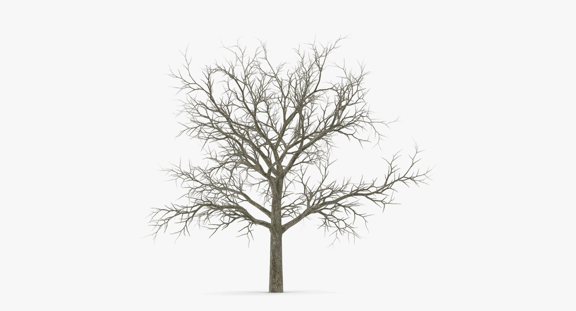 3D model winter trees 4 https://p.turbosquid.com/ts-thumb/6y/sgY7rp/dfxcC4g1/wintertreescollection43dmodel042/jpg/1582678596/1920x1080/fit_q87/4cc0f37d96e4c63bb790b08f069aa445df19295c/wintertreescollection43dmodel042.jpg
