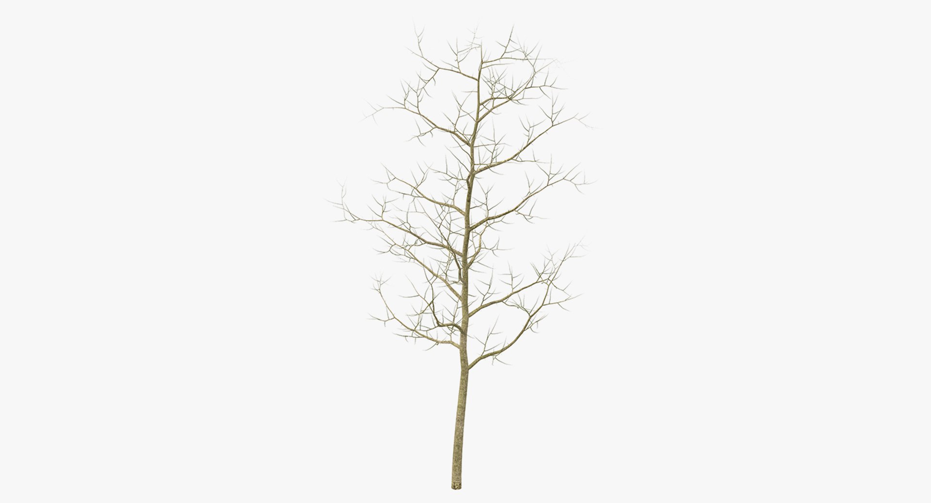 3D model winter trees 4 https://p.turbosquid.com/ts-thumb/6y/sgY7rp/hyJOfkAA/wintertreescollection43dmodel044/jpg/1582678607/1920x1080/fit_q87/6339fc7f2c614e591b9bb7312e014c1eb75c6e4a/wintertreescollection43dmodel044.jpg
