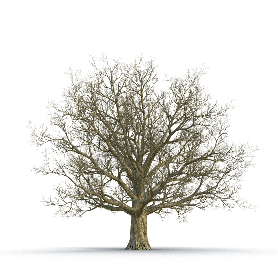 3D model winter trees 4 https://p.turbosquid.com/ts-thumb/6y/sgY7rp/l5D08n82/winter_trees_collection_4_364/jpg/1582675991/1920x1080/turn_fit_q99/15afb90c7a99498d7a96b6fdeedd273be04a03ac/winter_trees_collection_4_364-1.jpg