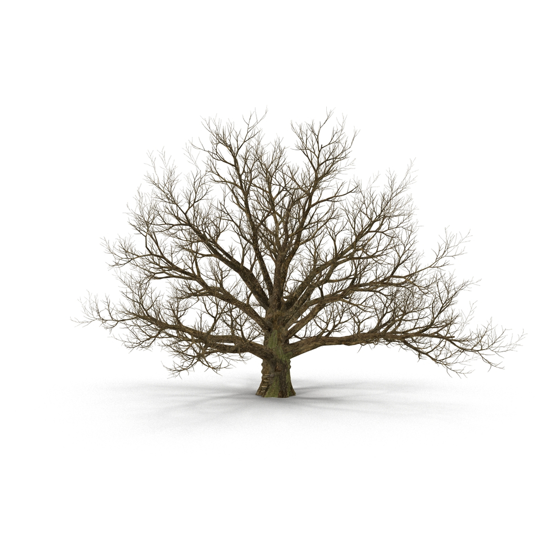 3D model winter trees 4 https://p.turbosquid.com/ts-thumb/6y/sgY7rp/n952Cx3y/winter_trees_collection_4_382/jpg/1582673289/1920x1080/turn_fit_q99/29b55877429aa22b5df67451048612481c644159/winter_trees_collection_4_382-1.jpg