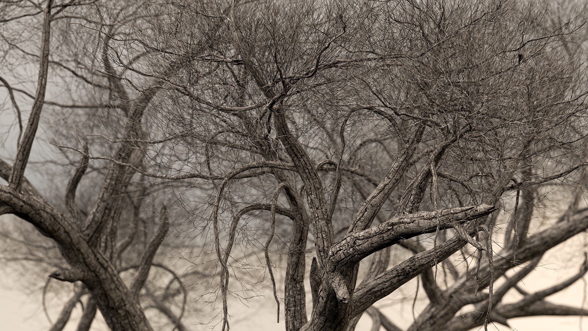 3D model winter trees 4 https://p.turbosquid.com/ts-thumb/6y/sgY7rp/nsPZYOek/wintertreescollection43dmodel014/jpg/1582678434/1920x1080/fit_q87/353528f01259cede6cf117218520fda9584e53b2/wintertreescollection43dmodel014.jpg