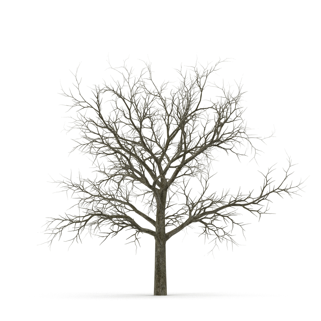 3D model winter trees 4 https://p.turbosquid.com/ts-thumb/6y/sgY7rp/pAn0DI2t/winter_trees_collection_4_384/jpg/1582670483/1920x1080/turn_fit_q99/5740a799aa75101600a4bc0fb725c4e0d975155d/winter_trees_collection_4_384-1.jpg