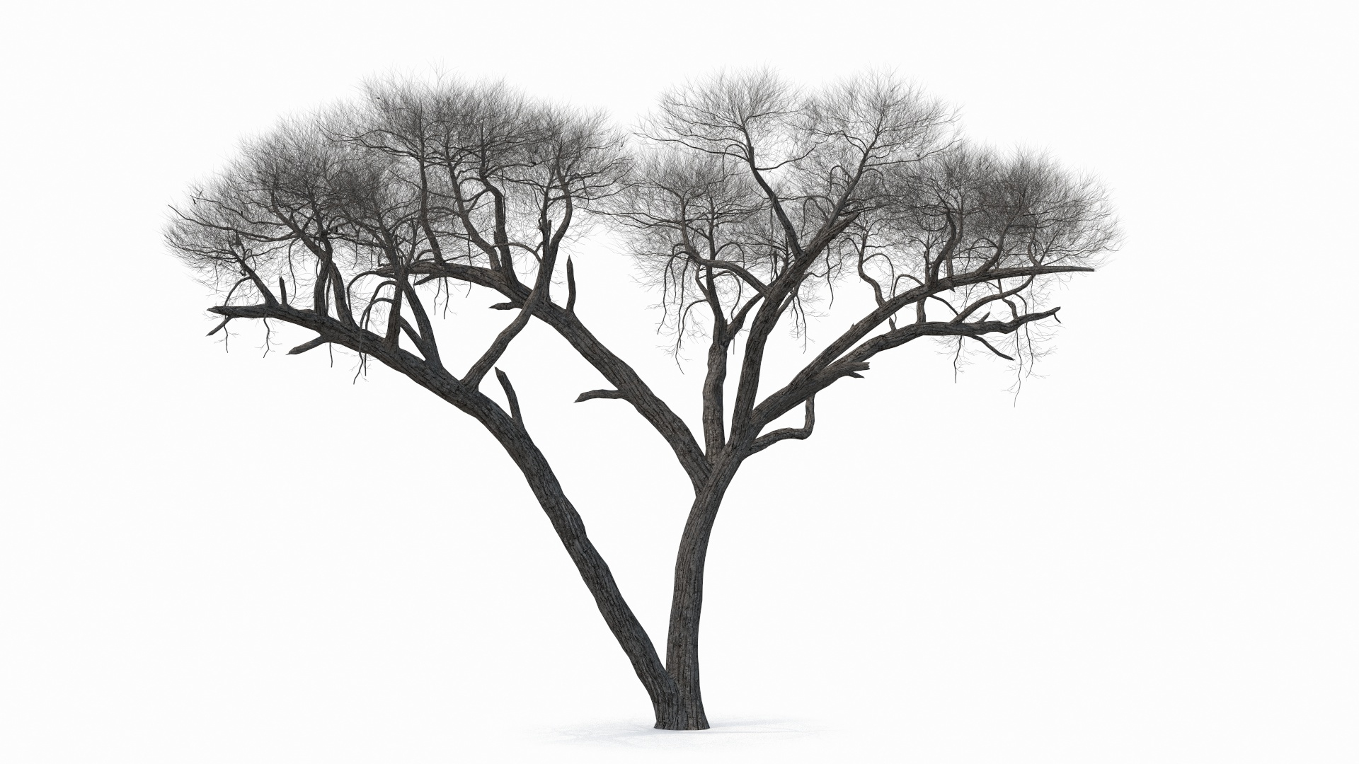 3D model winter trees 4 https://p.turbosquid.com/ts-thumb/6y/sgY7rp/uWn2XysE/winter_trees_collection_4_362/jpg/1582666892/1920x1080/turn_fit_q99/284d22a55158efea106800c41c0e8164fab1e1b5/winter_trees_collection_4_362-1.jpg