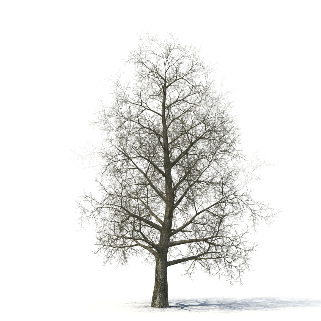 3D model winter trees 4 https://p.turbosquid.com/ts-thumb/6y/sgY7rp/wsfqFvYR/winter_trees_collection_4_366/jpg/1582666094/1920x1080/turn_fit_q99/9d37e1aa3cb43df46e3649c172bf483b105efedb/winter_trees_collection_4_366-1.jpg
