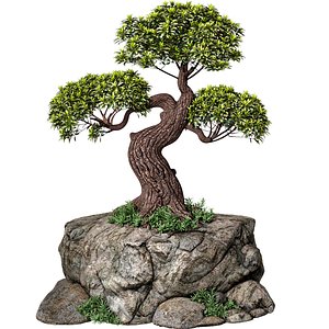 3D Outdoor Decorative Garden Bonsai Tree Plant on Stone Rock 3D model