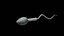 3D Sperm
