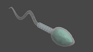 3D Sperm