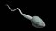 3D Sperm