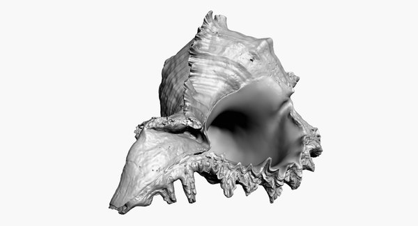 Sea shell scan raw model - TurboSquid 1290937