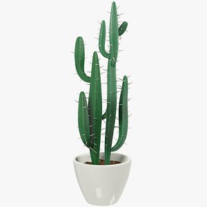 Cactus in Pot V4