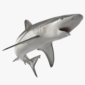 Carcharhinus Amblyrhynchos Shark