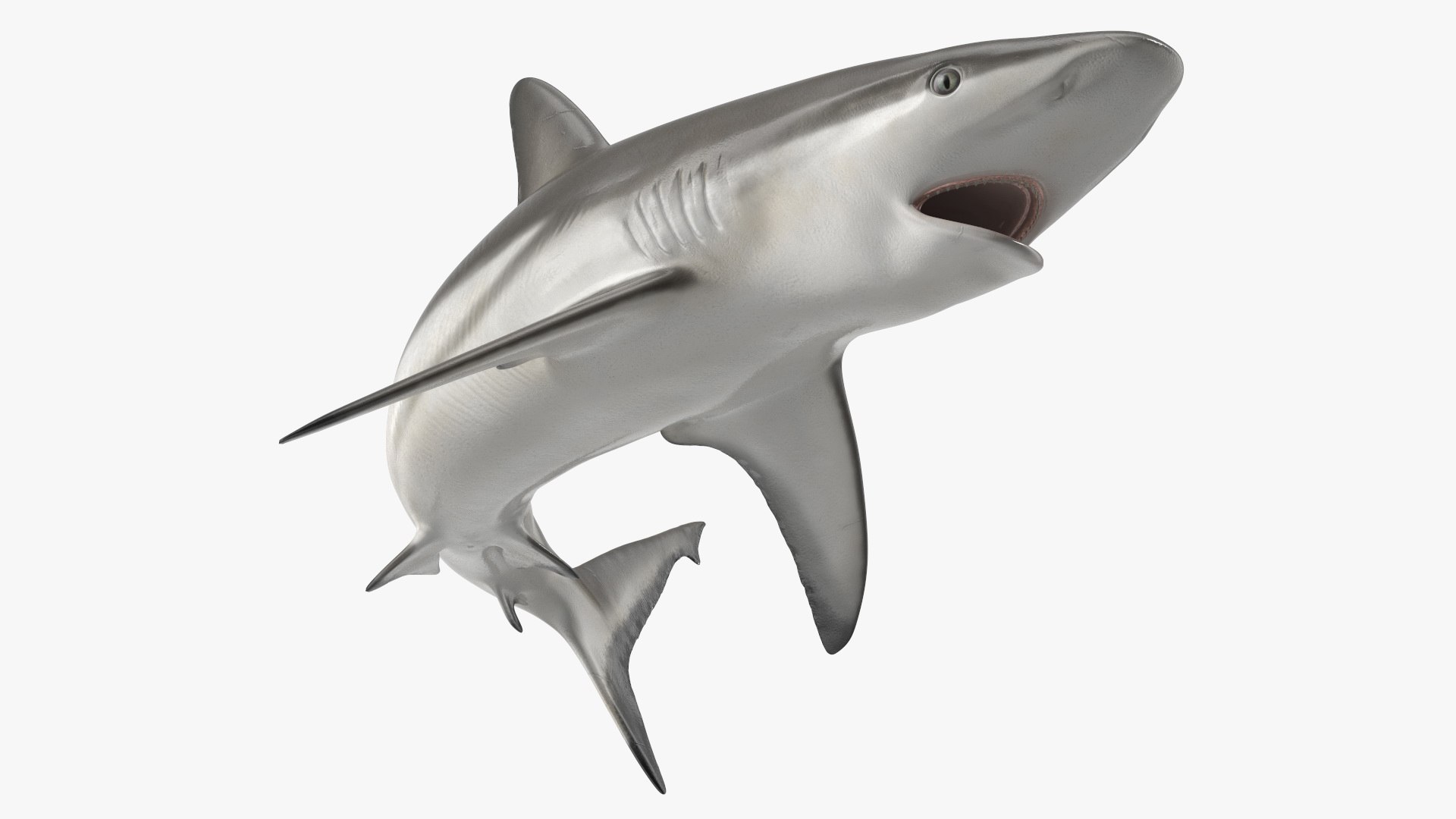 Carcharhinus Amblyrhynchos Shark 3D model preview