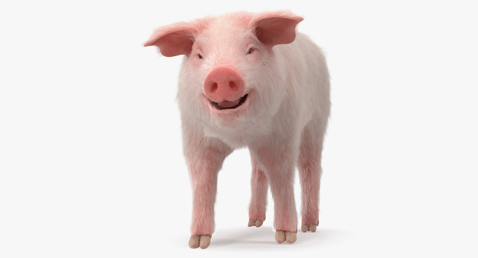 Pig Piglet Landrace with Fur Walking Pose 3D Model 3D model preview