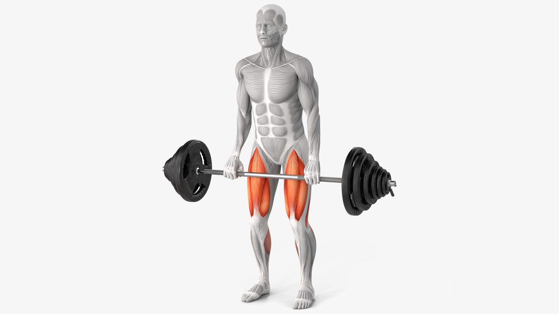 Anatomy Male Muscular System Deadlift 3D model preview