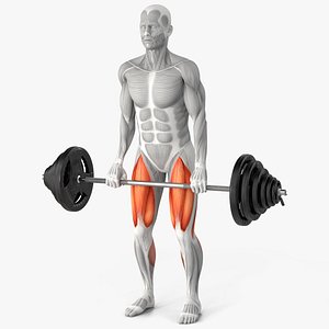 3D Anatomy Male Muscular System Deadlift